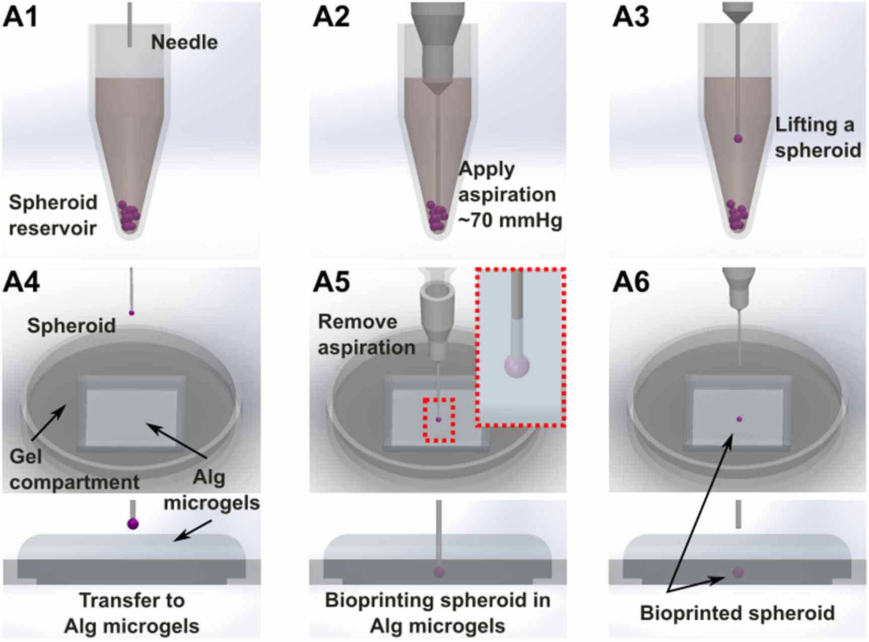Aspiration-assisted freeform bioprinting of mesenchymal stem cell ...
