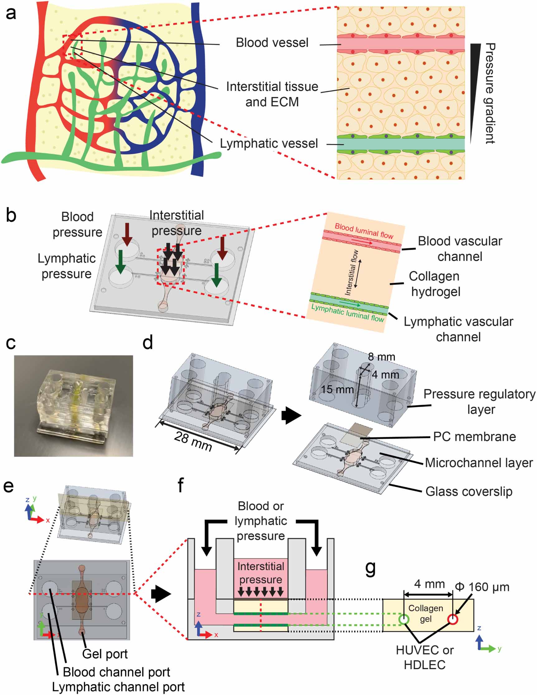 Multilayer microfluidic platform for the study of luminal, transmural ...