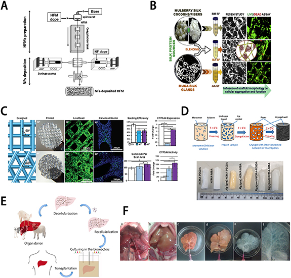 Bionic Liver Bioartificial livers: a review of their design and manufacture - IOPscience
