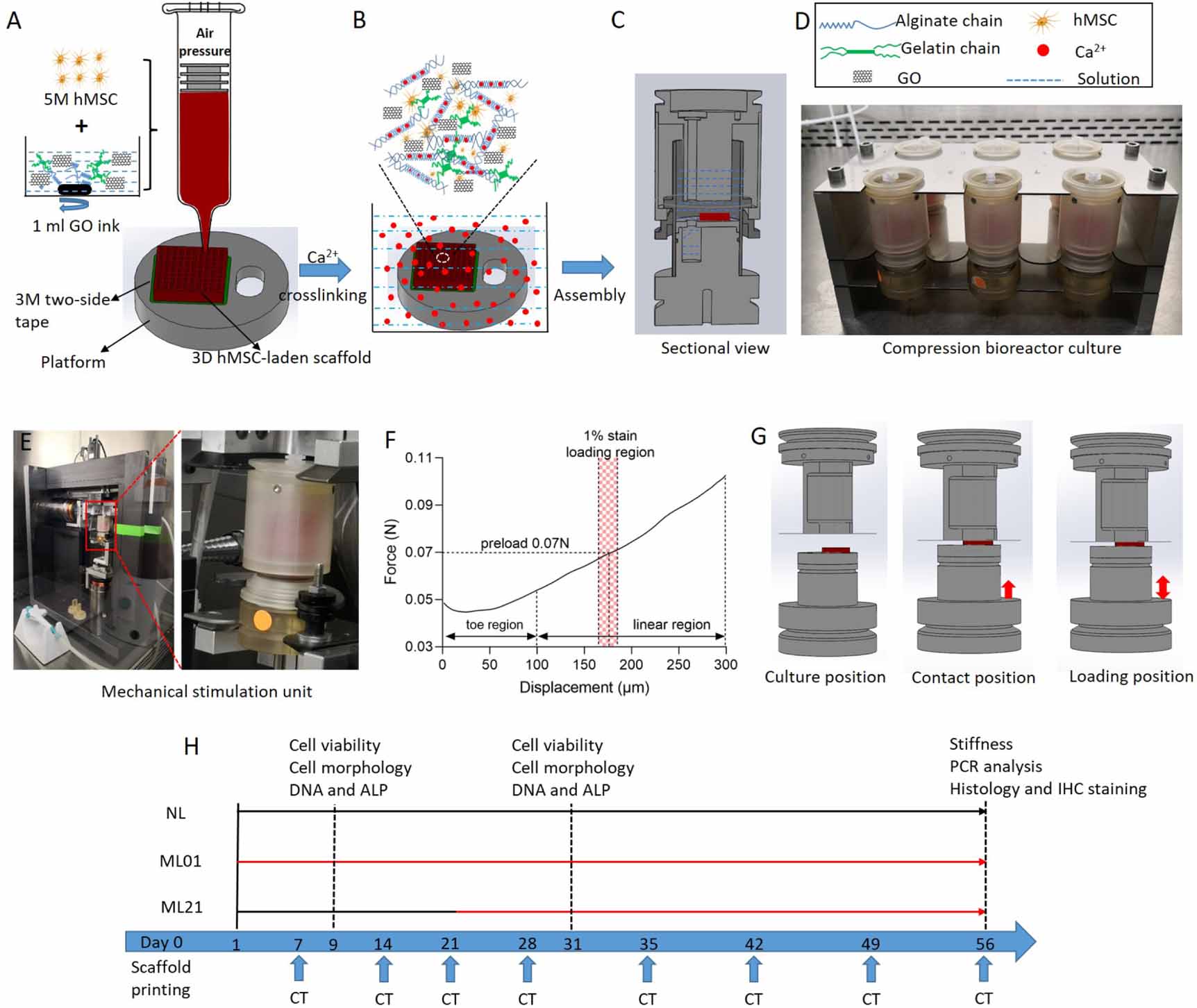 Osteogenic Offloading Machine Long-term mechanical loading is required for the formation of 3D ...