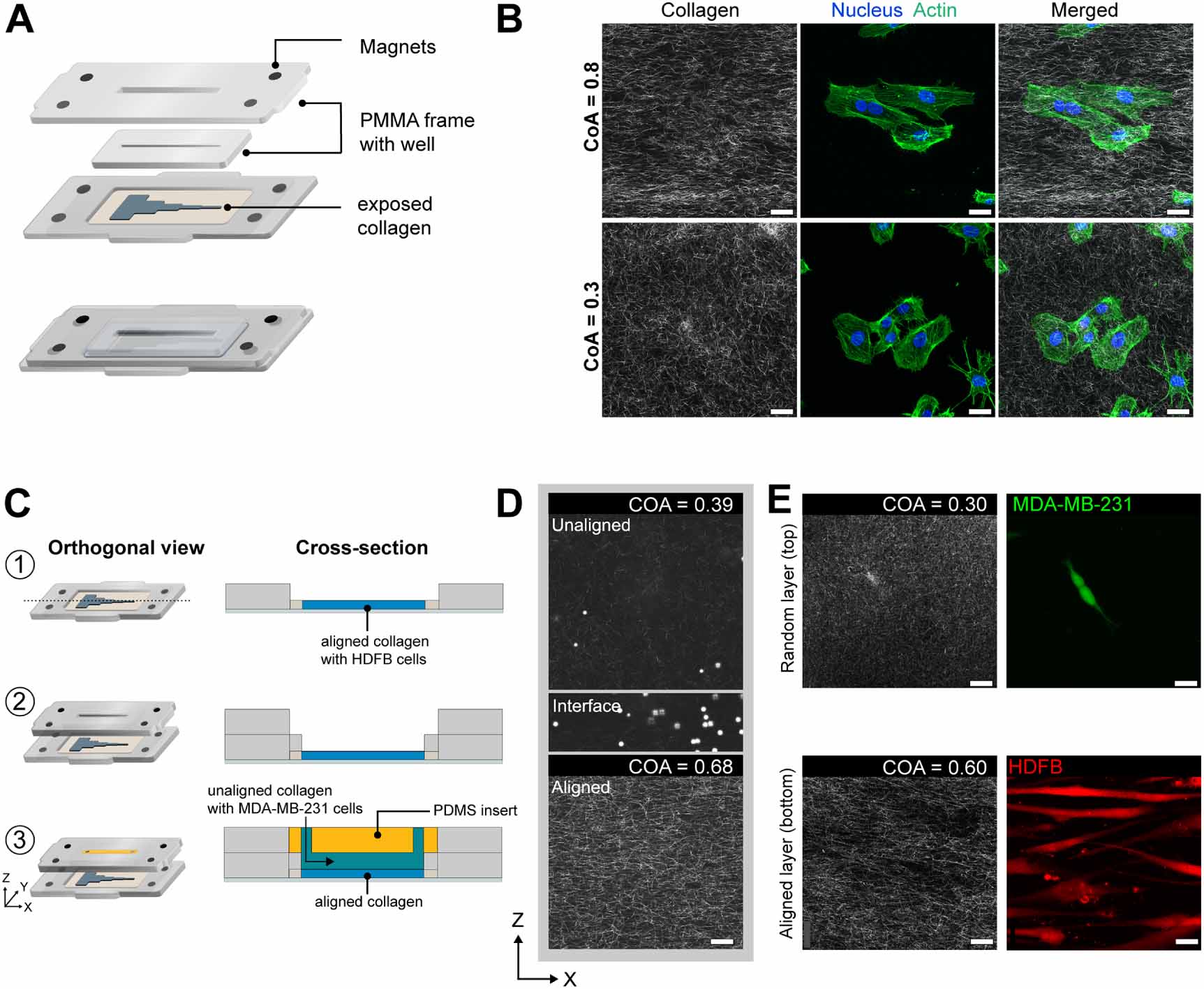 Local extensional flows promote long-range fiber alignment in 3D ...