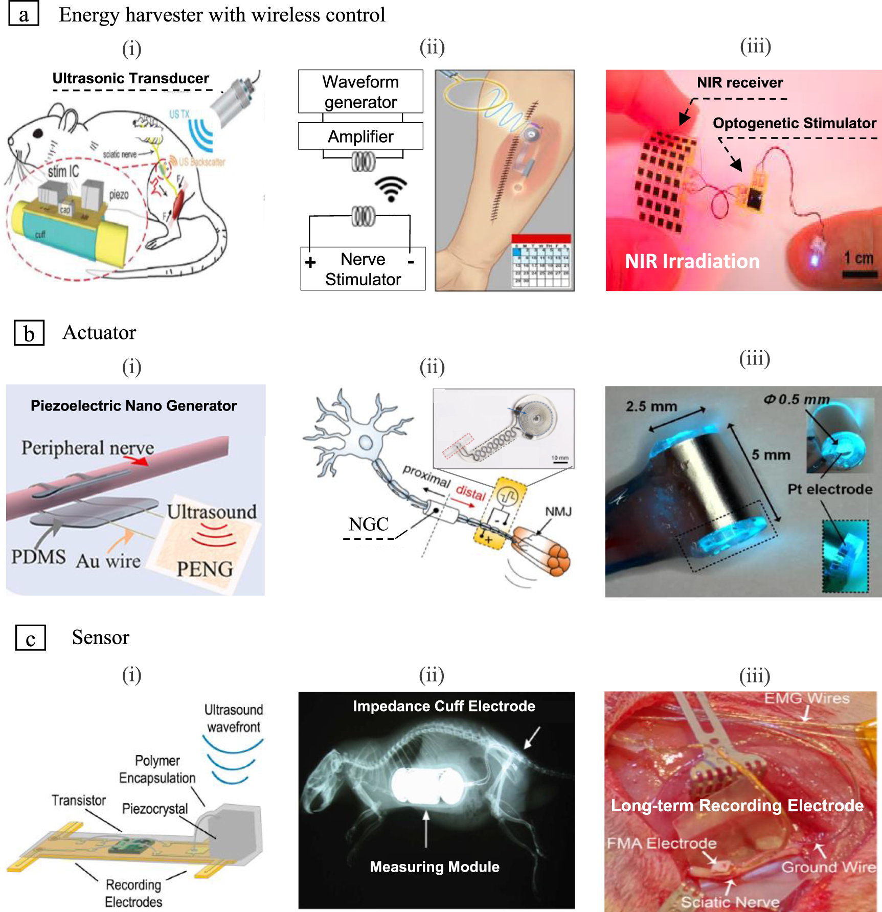 Electroceuticals for peripheral nerve regeneration - IOPscience