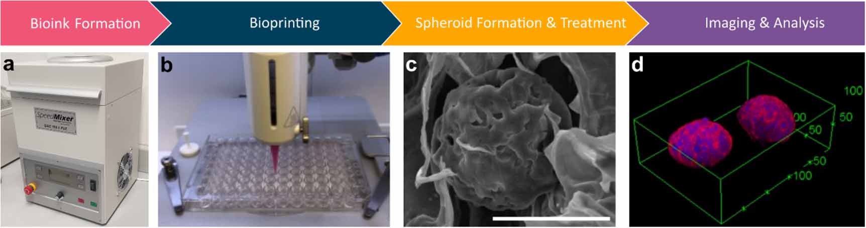 A rapid high throughput bioprinted colorectal cancer spheroid platform ...