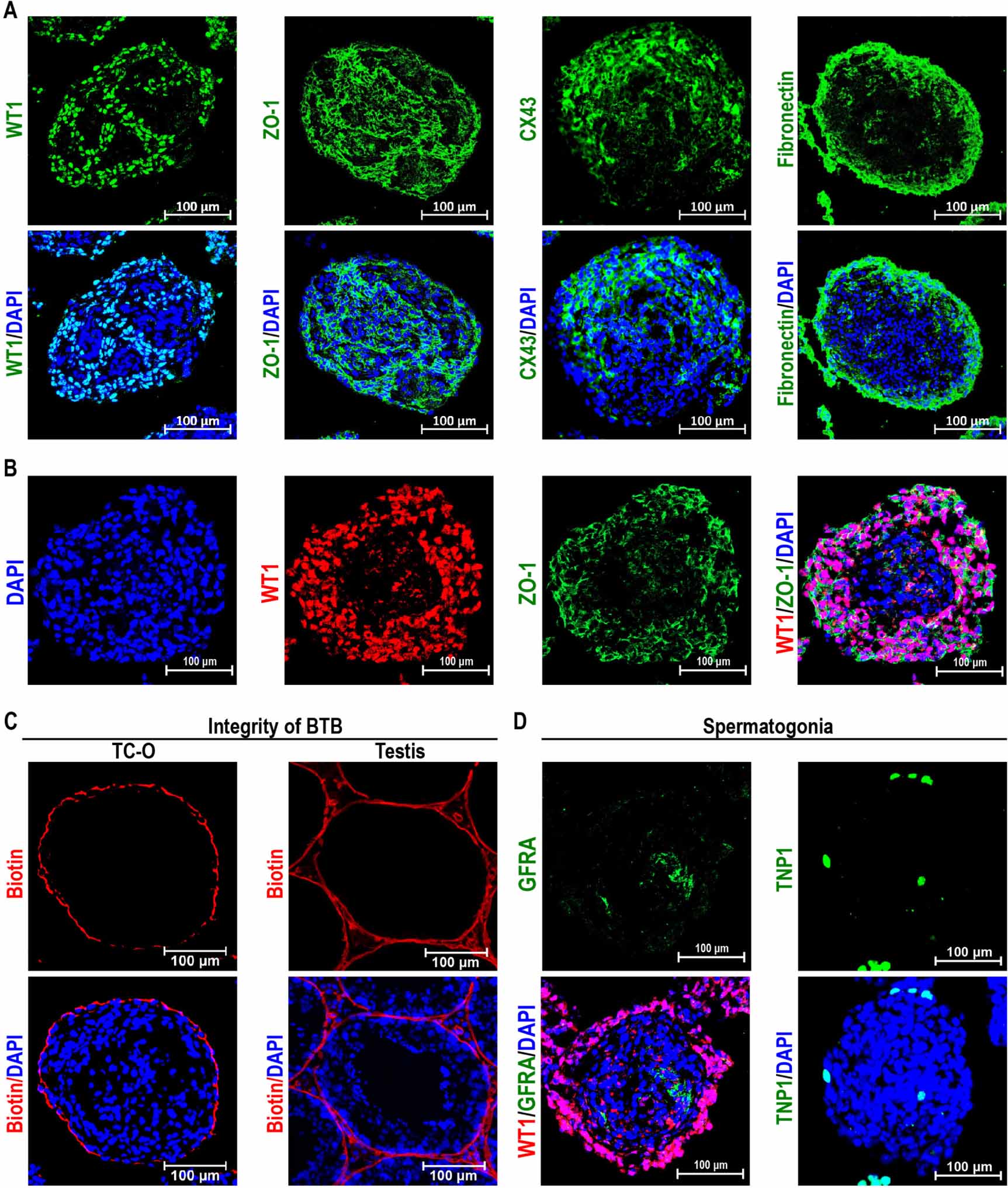 Genistoids Examples In vitro reconstitution of the hormone-responsive testicular organoids ...