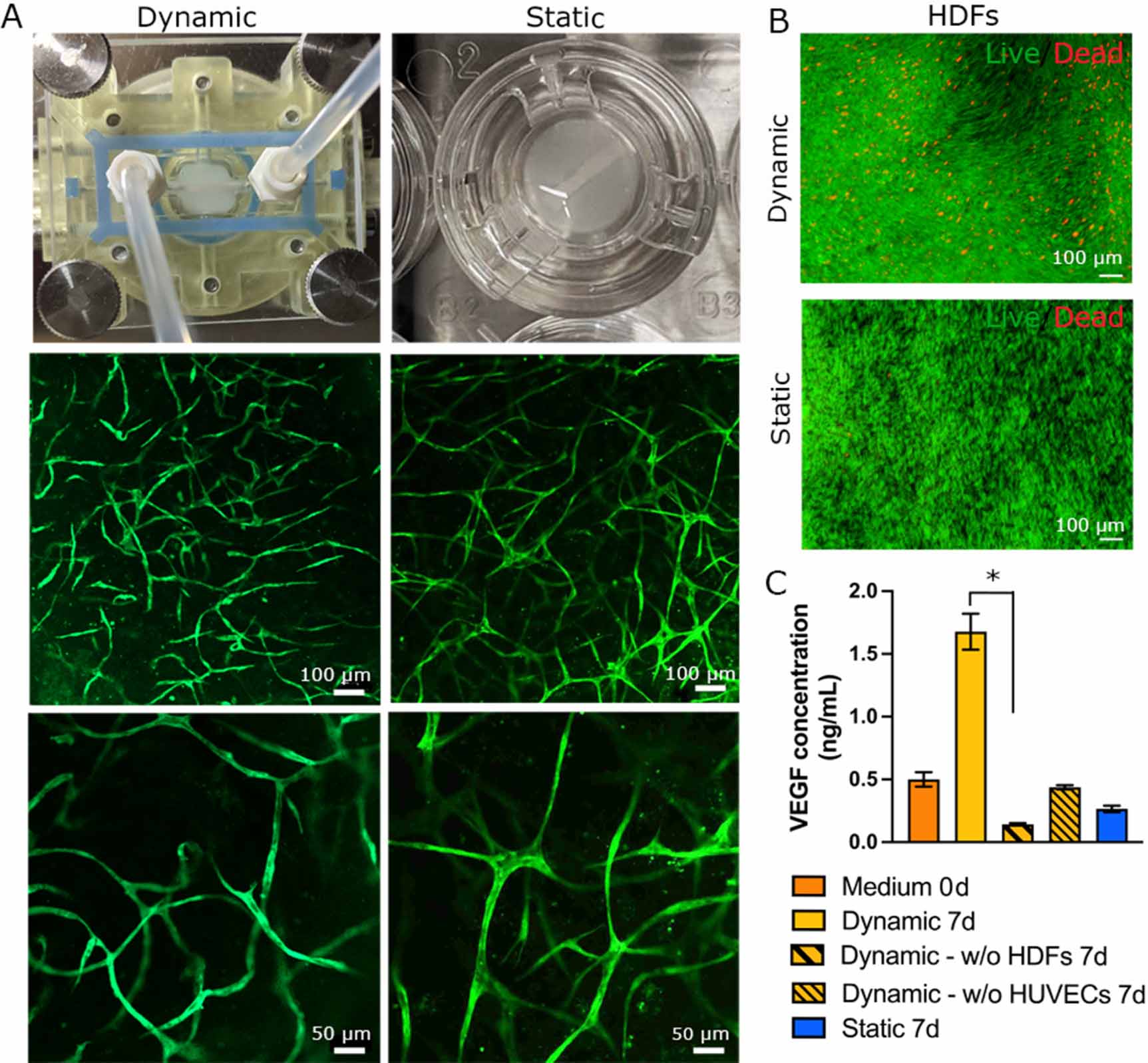 In vitro vascularization of hydrogel-based tissue constructs via a ...