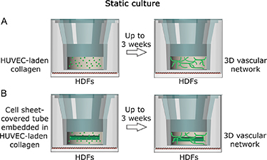 In vitro vascularization of hydrogel-based tissue constructs via a ...