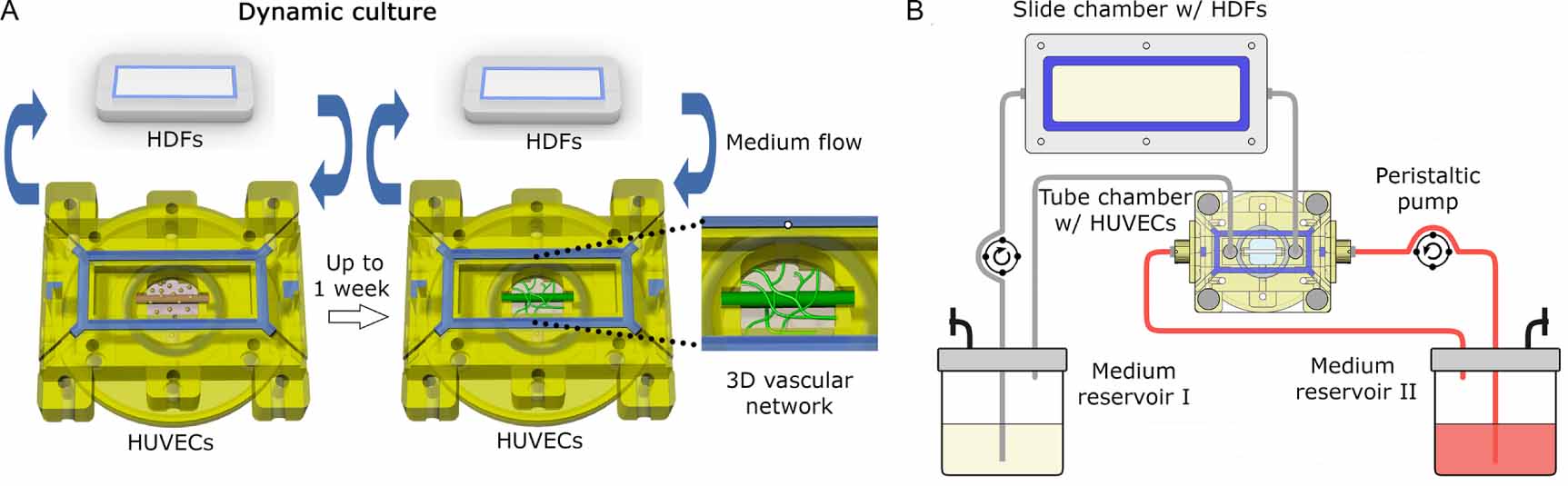 In vitro vascularization of hydrogel-based tissue constructs via a ...