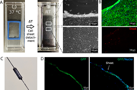 In vitro vascularization of hydrogel-based tissue constructs via a ...