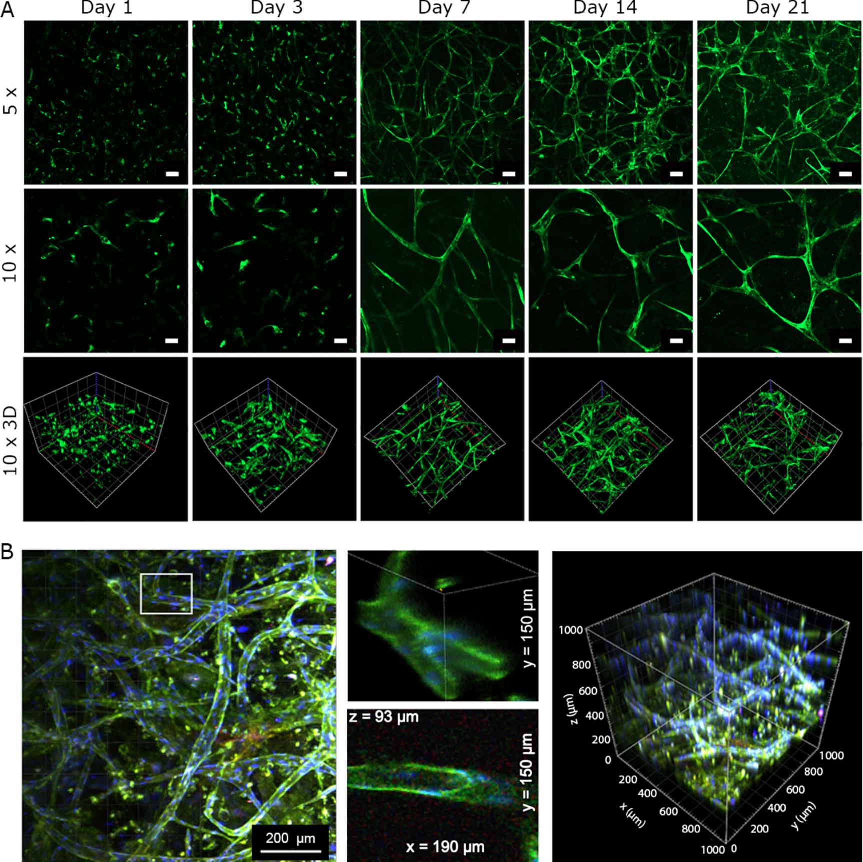 In vitro vascularization of hydrogel-based tissue constructs via a ...
