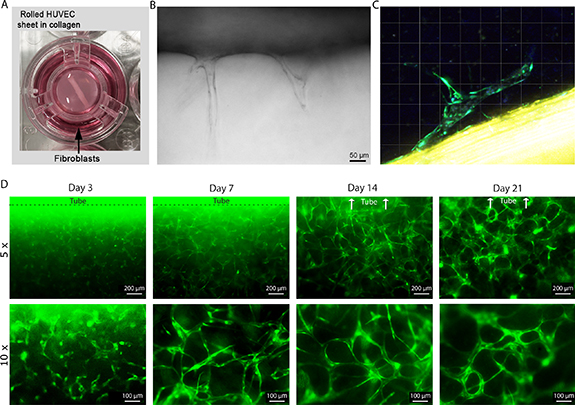 In vitro vascularization of hydrogel-based tissue constructs via a ...