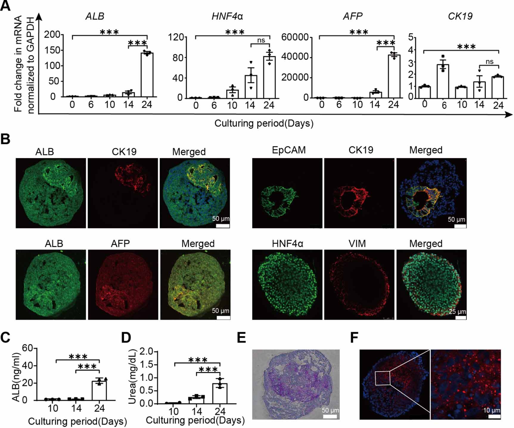 Development of a high-throughput micropatterned agarose scaffold for ...