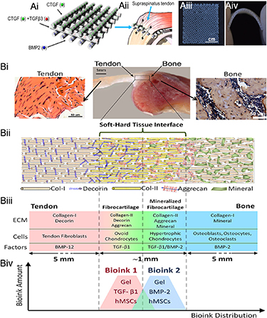 Biomedical Interfaces Design and bioprinting for tissue interfaces - IOPscience
