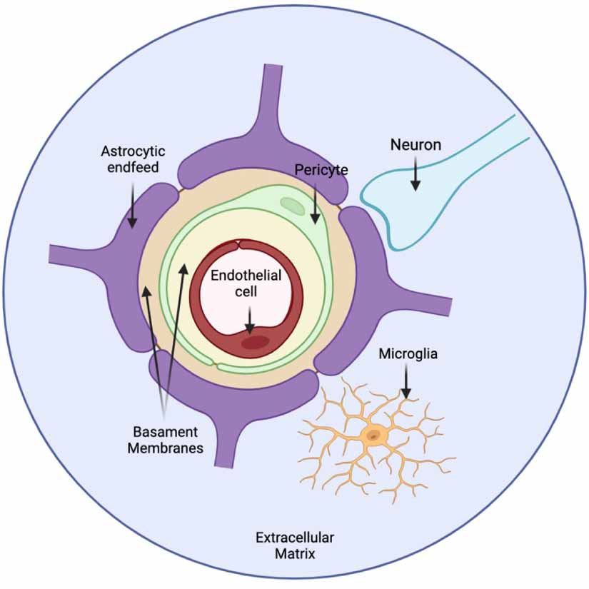Advancements in modelling human blood brain-barrier on a chip - IOPscience