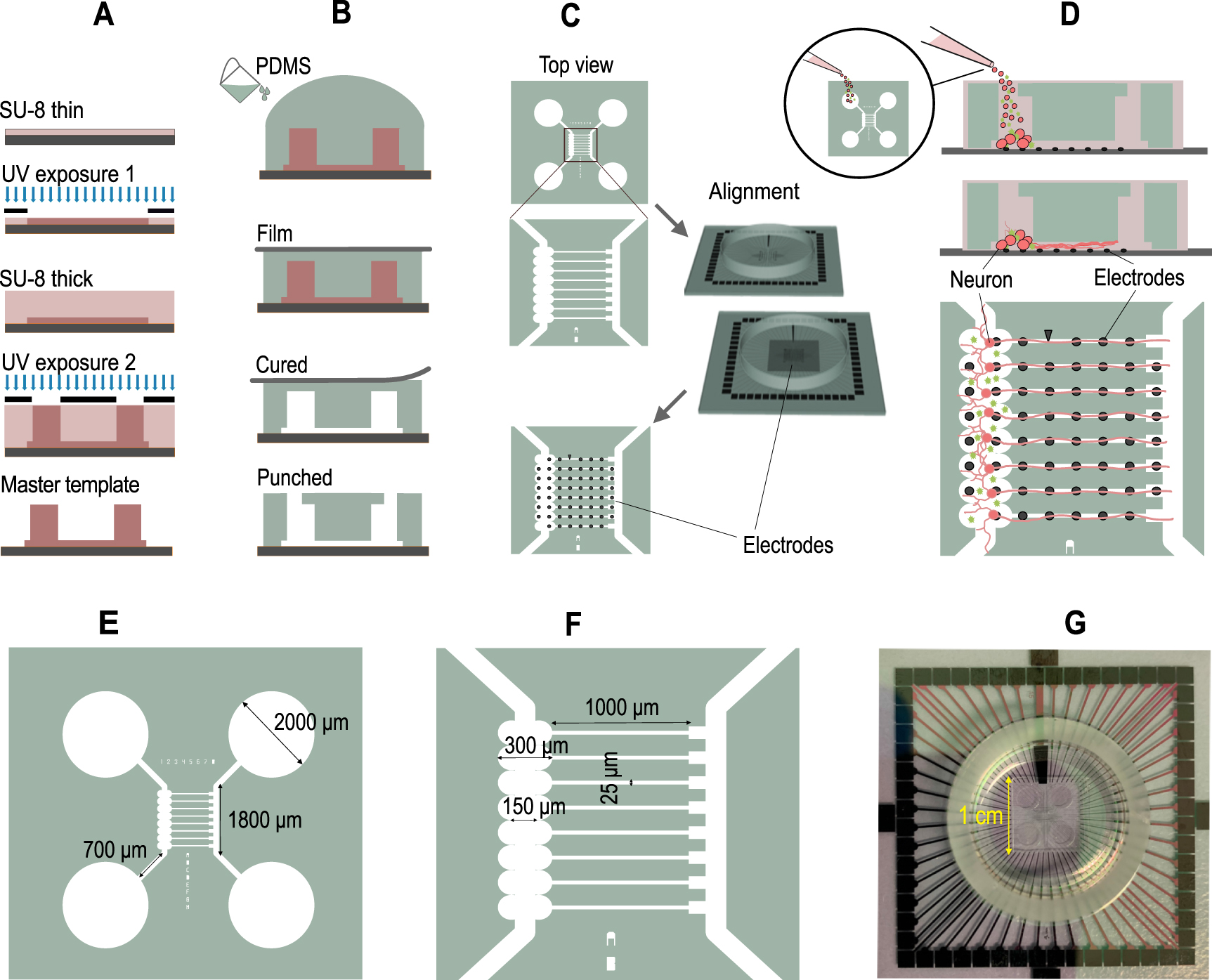 Incubator-independent perfusion system integrated with microfluidic ...