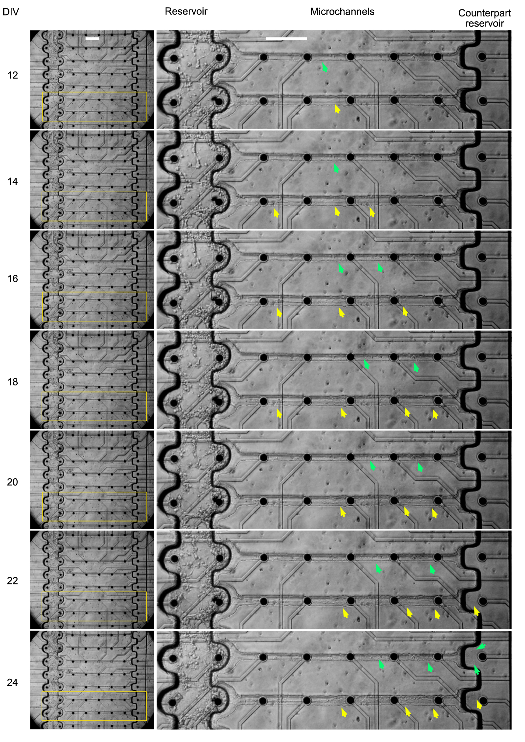 Incubator-independent perfusion system integrated with microfluidic ...