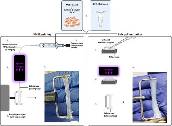 A novel extrusion-based 3D bioprinting system for skeletal muscle ...