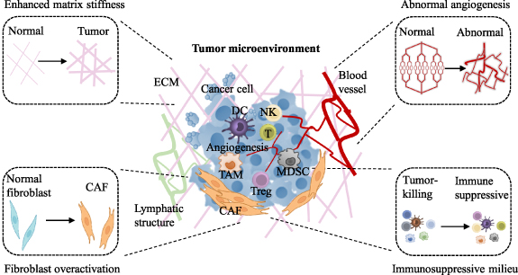 Reconstruction of tumor microenvironment via in vitro three-dimensional ...