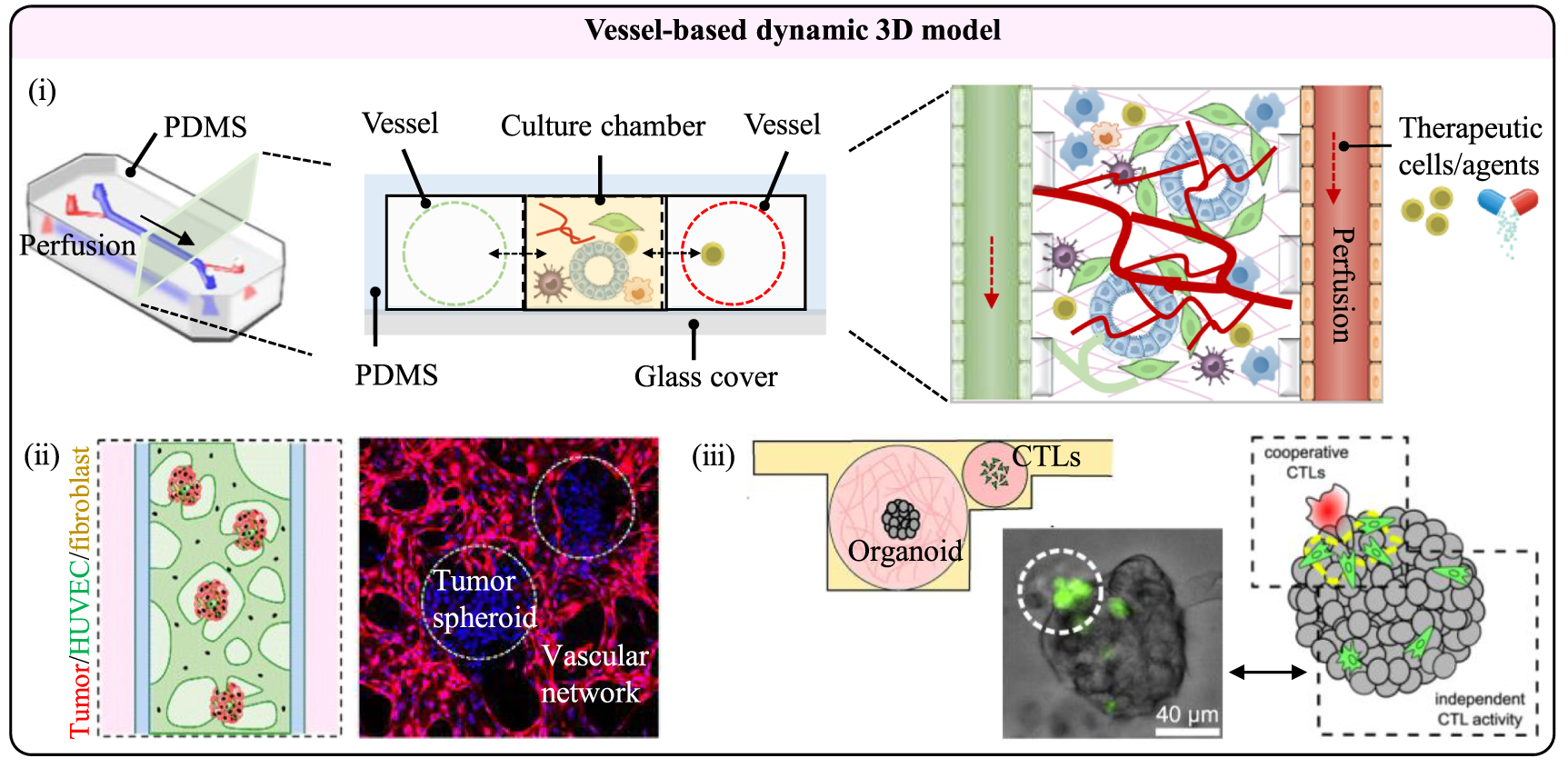 Reconstruction of tumor microenvironment via in vitro three-dimensional ...