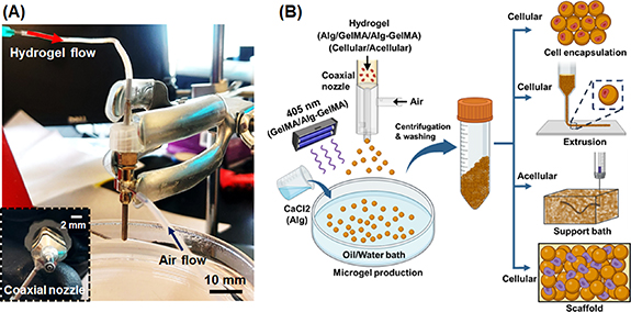 High-throughput microgel biofabrication via air-assisted co-axial ...