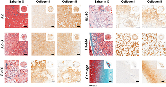 Allogeneic Shell Shape-defining alginate shells as semi-permeable culture chambers for ...