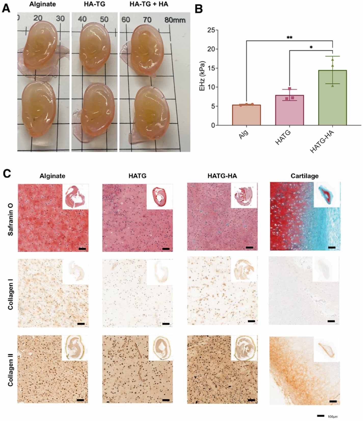 Allogeneic Shell Shape-defining alginate shells as semi-permeable culture chambers for ...