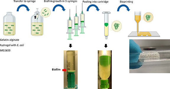 3D bioprinting of E. coli MG1655 biofilms on human lung epithelial ...