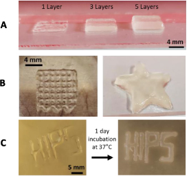 3D bioprinting of E. coli MG1655 biofilms on human lung epithelial ...