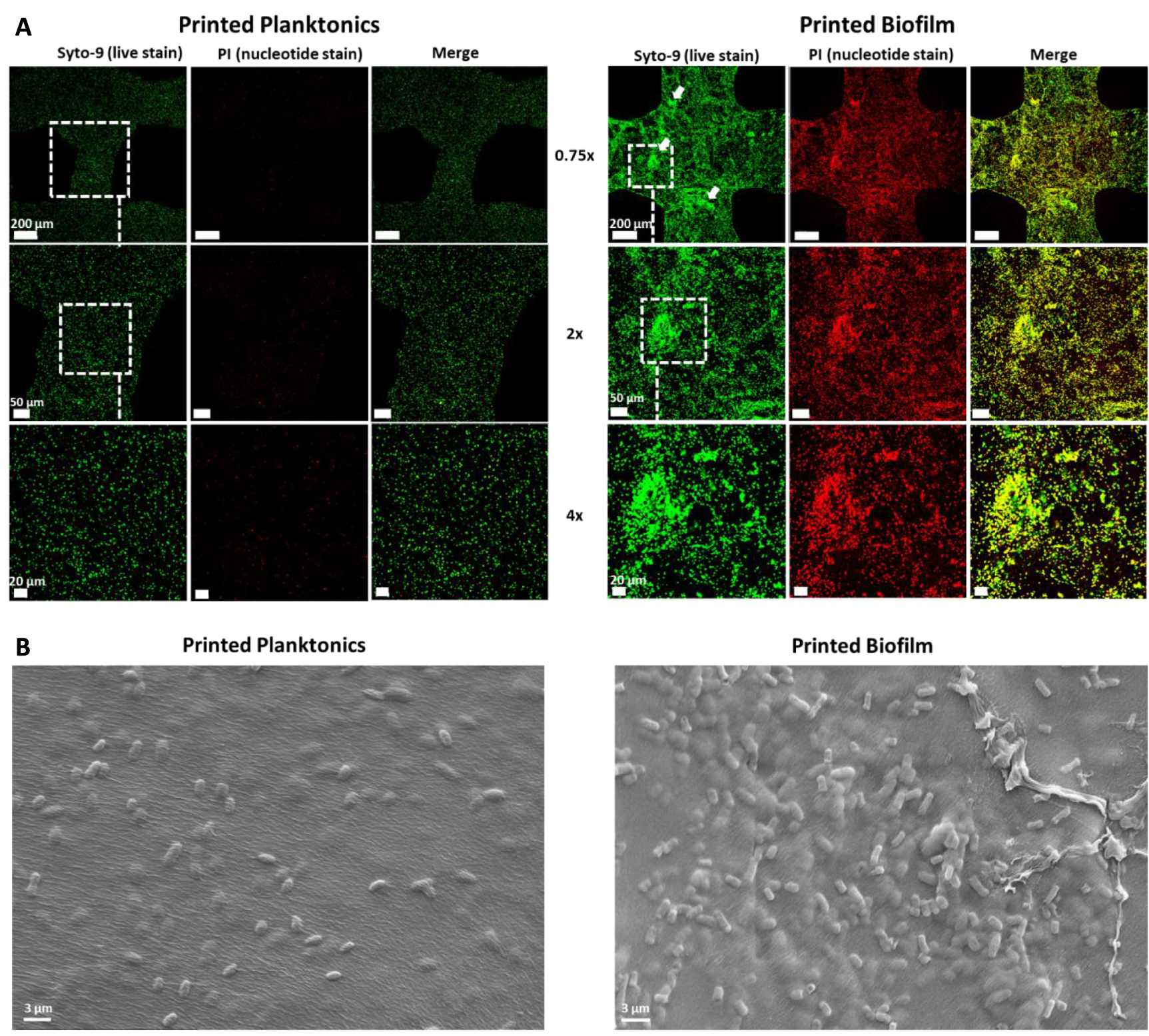 3D bioprinting of E. coli MG1655 biofilms on human lung epithelial ...