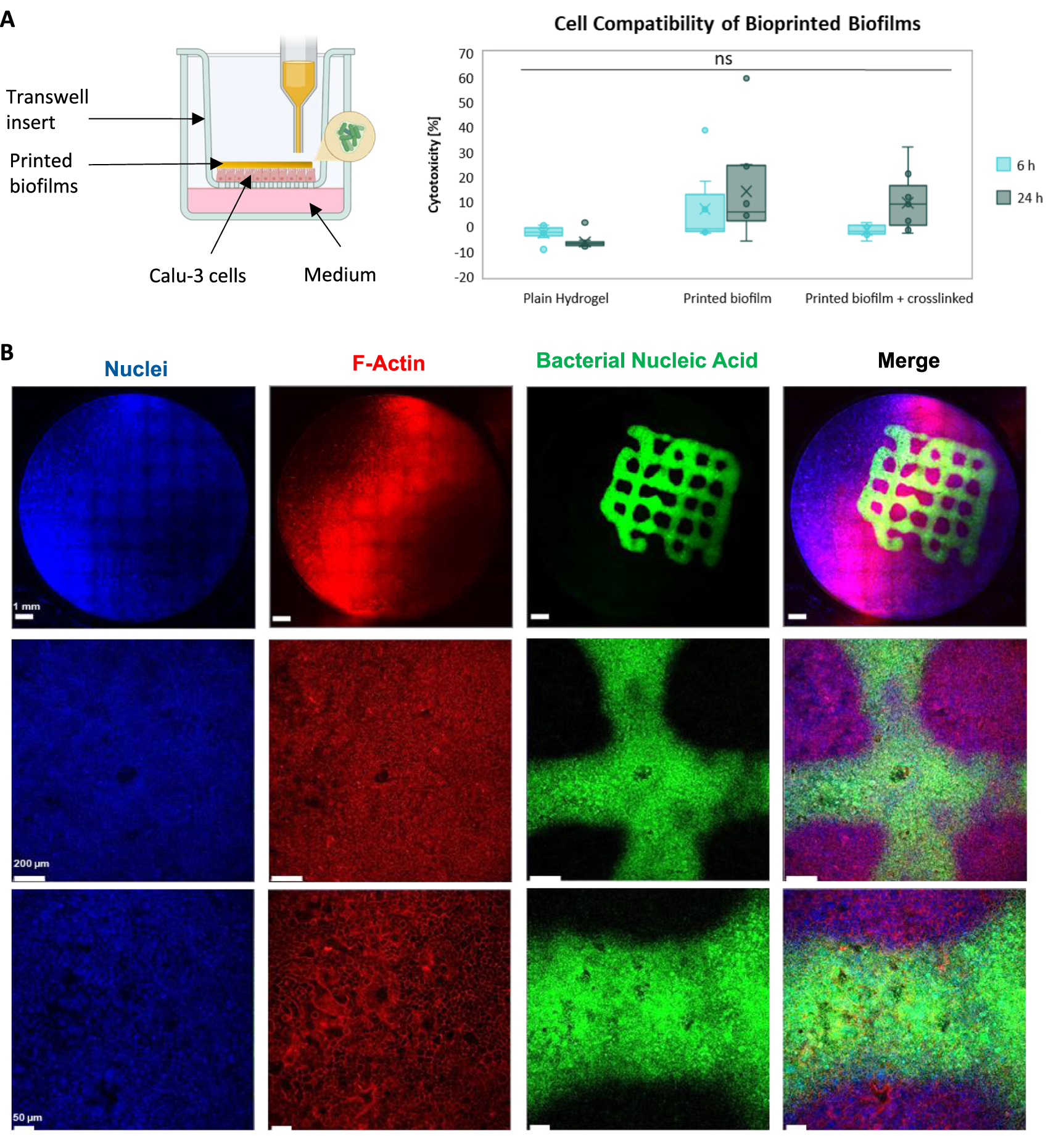3D bioprinting of E. coli MG1655 biofilms on human lung epithelial ...