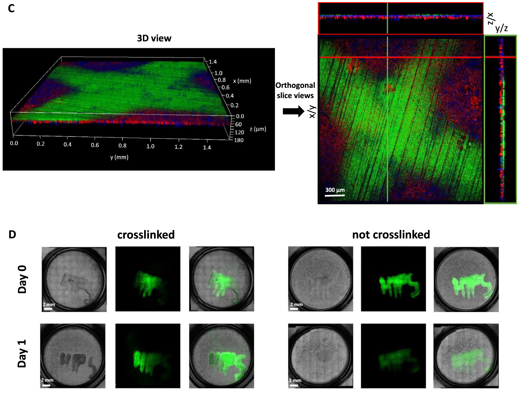 3D bioprinting of E. coli MG1655 biofilms on human lung epithelial ...
