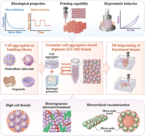 3D printing of vascularized hepatic tissues with a high cell density ...