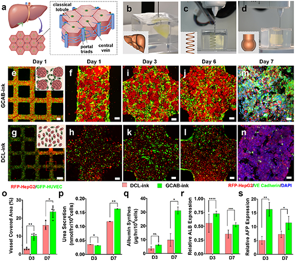 3D printing of vascularized hepatic tissues with a high cell density ...