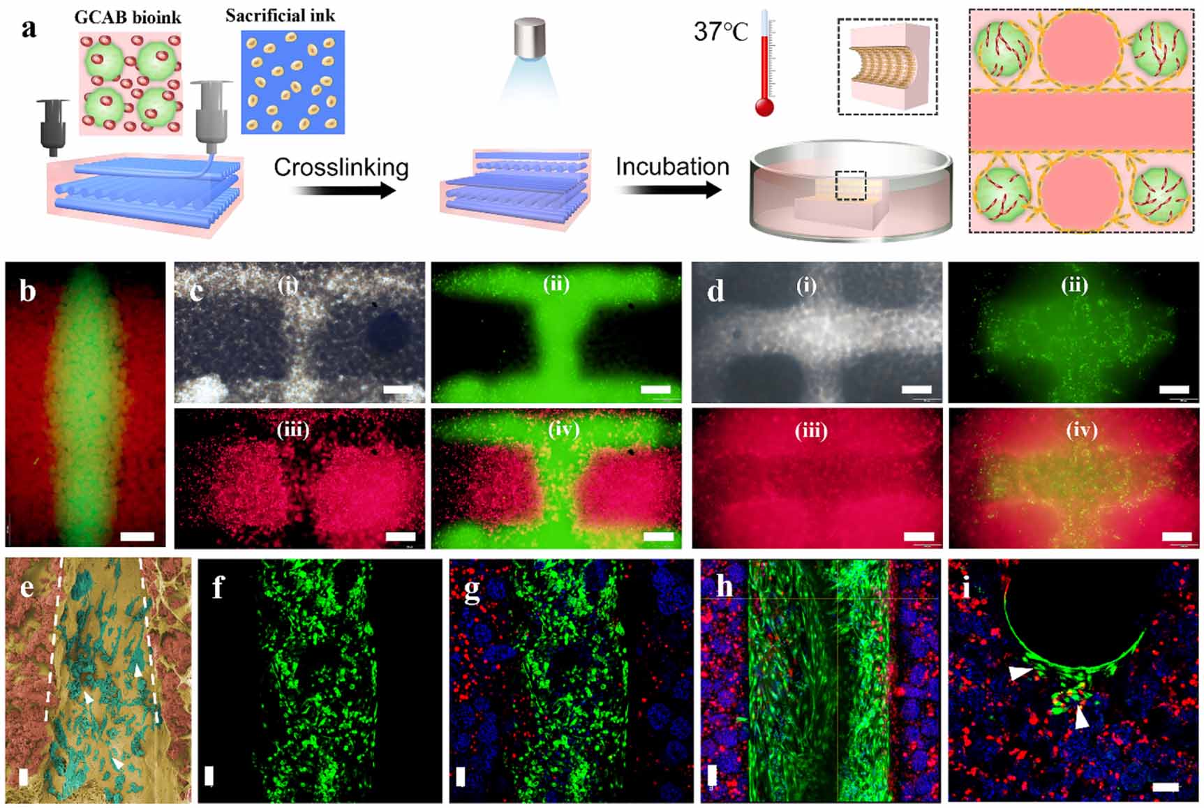 3D printing of vascularized hepatic tissues with a high cell density ...