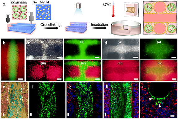 3D printing of vascularized hepatic tissues with a high cell density ...
