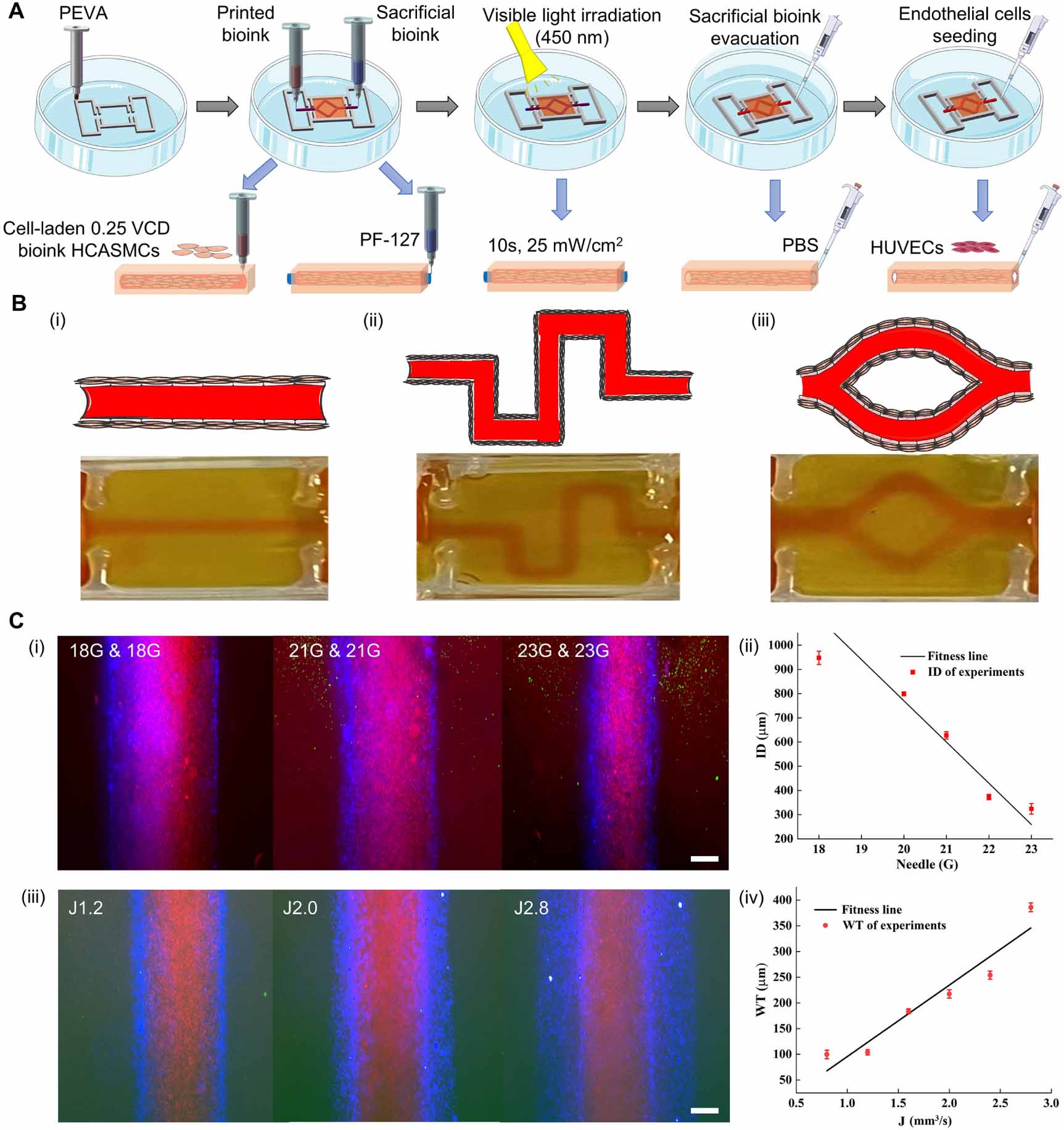 Sequentially suspended 3D bioprinting of multiple-layered vascular ...