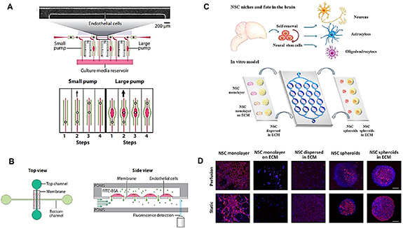 Microfabrication and lab-on-a-chip devices promote in vitro modeling of ...