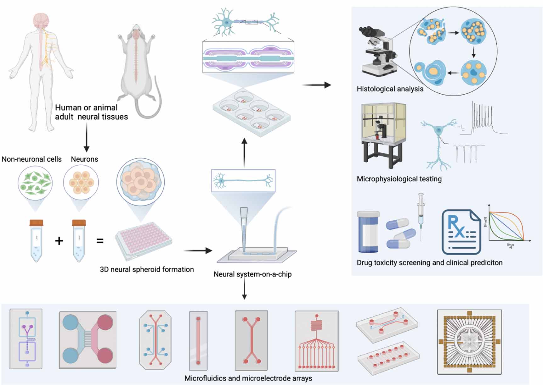 Microfabrication and lab-on-a-chip devices promote in vitro modeling of ...