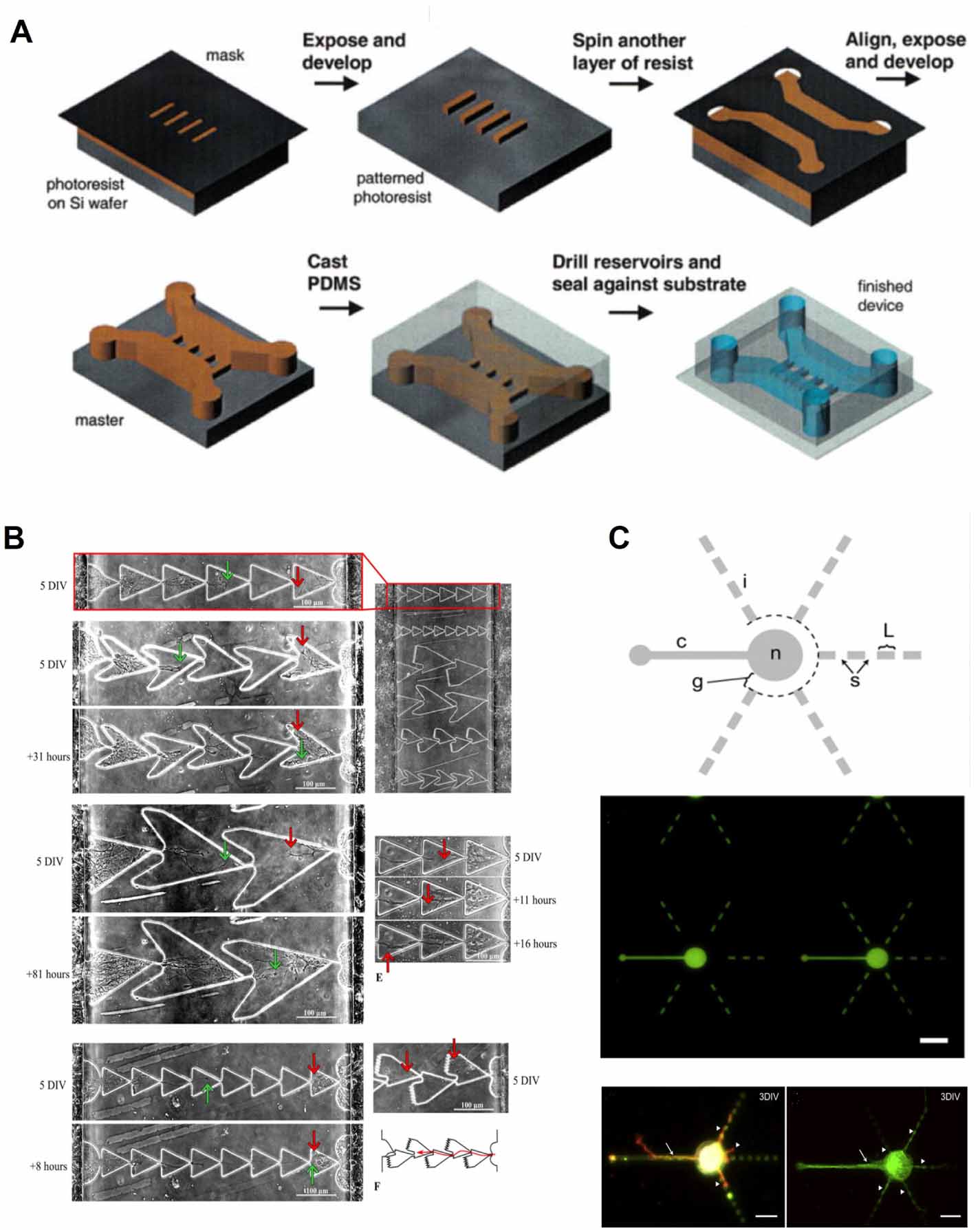 Microfabrication and lab-on-a-chip devices promote in vitro modeling of ...