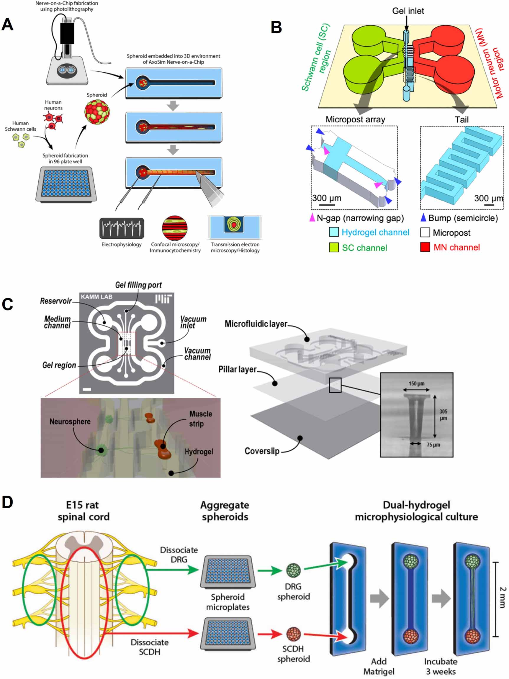 Microfabrication and lab-on-a-chip devices promote in vitro modeling of ...
