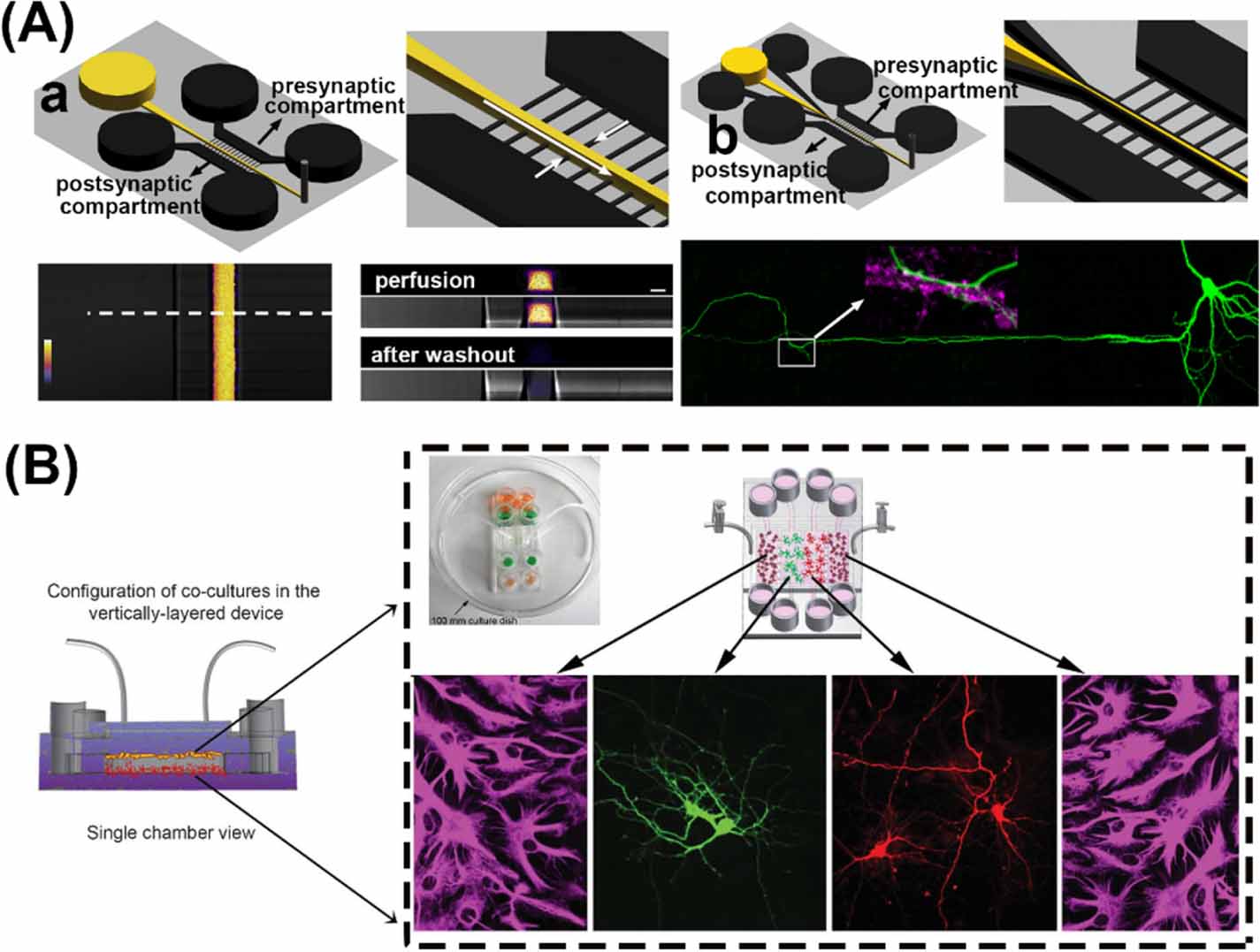 Microfluidic-based platforms for cell-to-cell communication studies ...