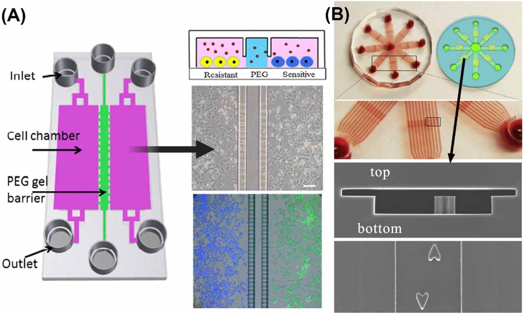 Microfluidic-based platforms for cell-to-cell communication studies ...