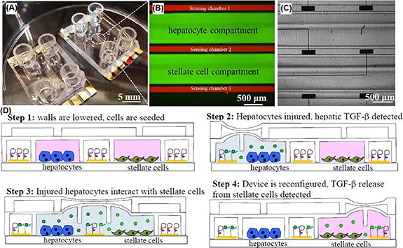 Microfluidic-based platforms for cell-to-cell communication studies ...