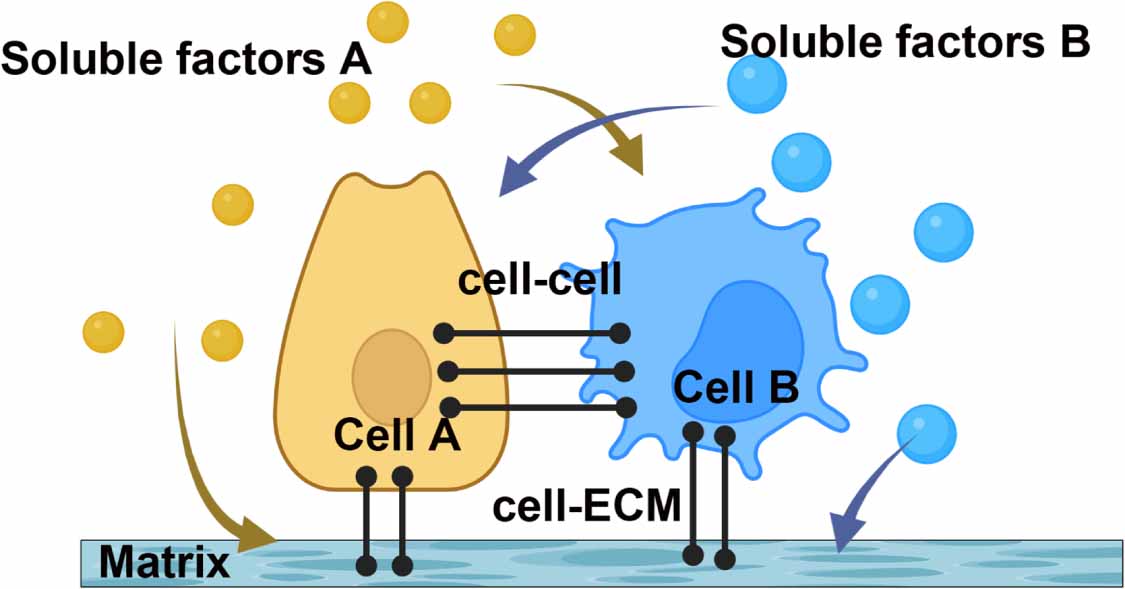 Microfluidic-based platforms for cell-to-cell communication studies ...