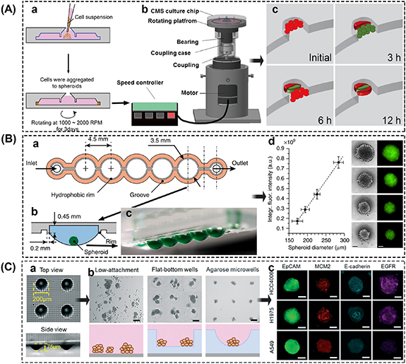 Microfluidic-based platforms for cell-to-cell communication studies ...