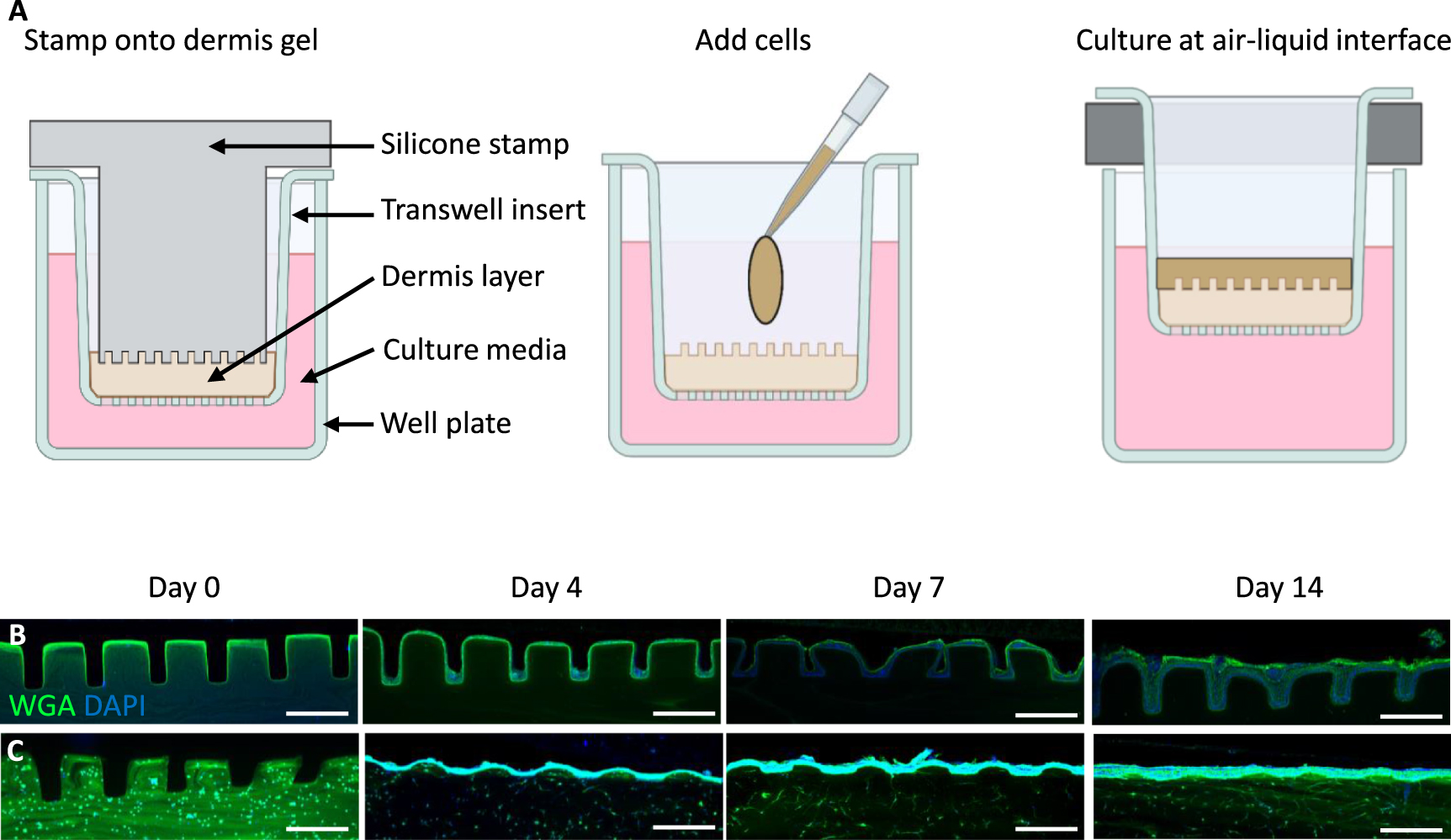 Biomimetic human skin model patterned with rete ridges - IOPscience