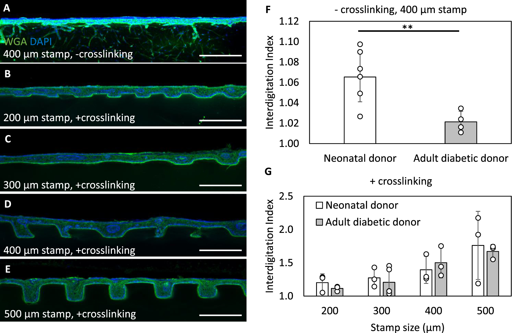 Biomimetic human skin model patterned with rete ridges - IOPscience