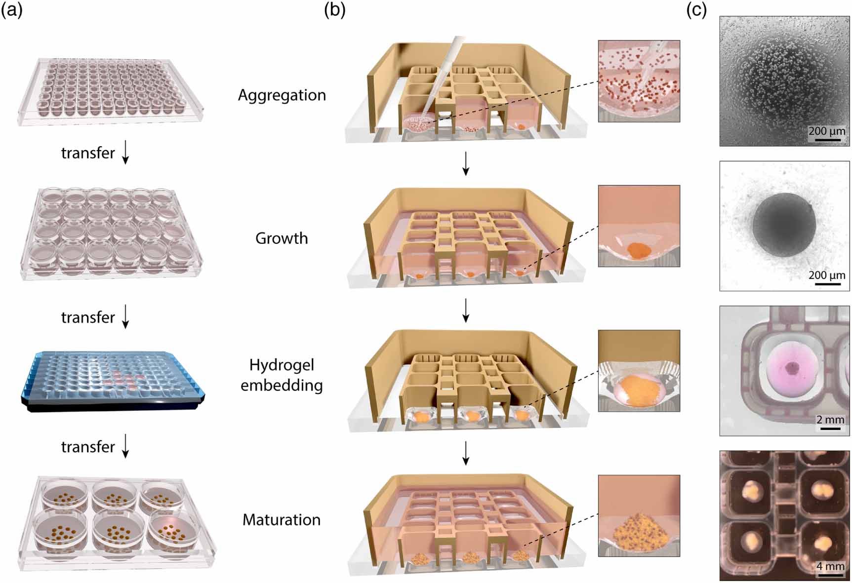 Modular 3D printed platform for fluidically connected human brain ...