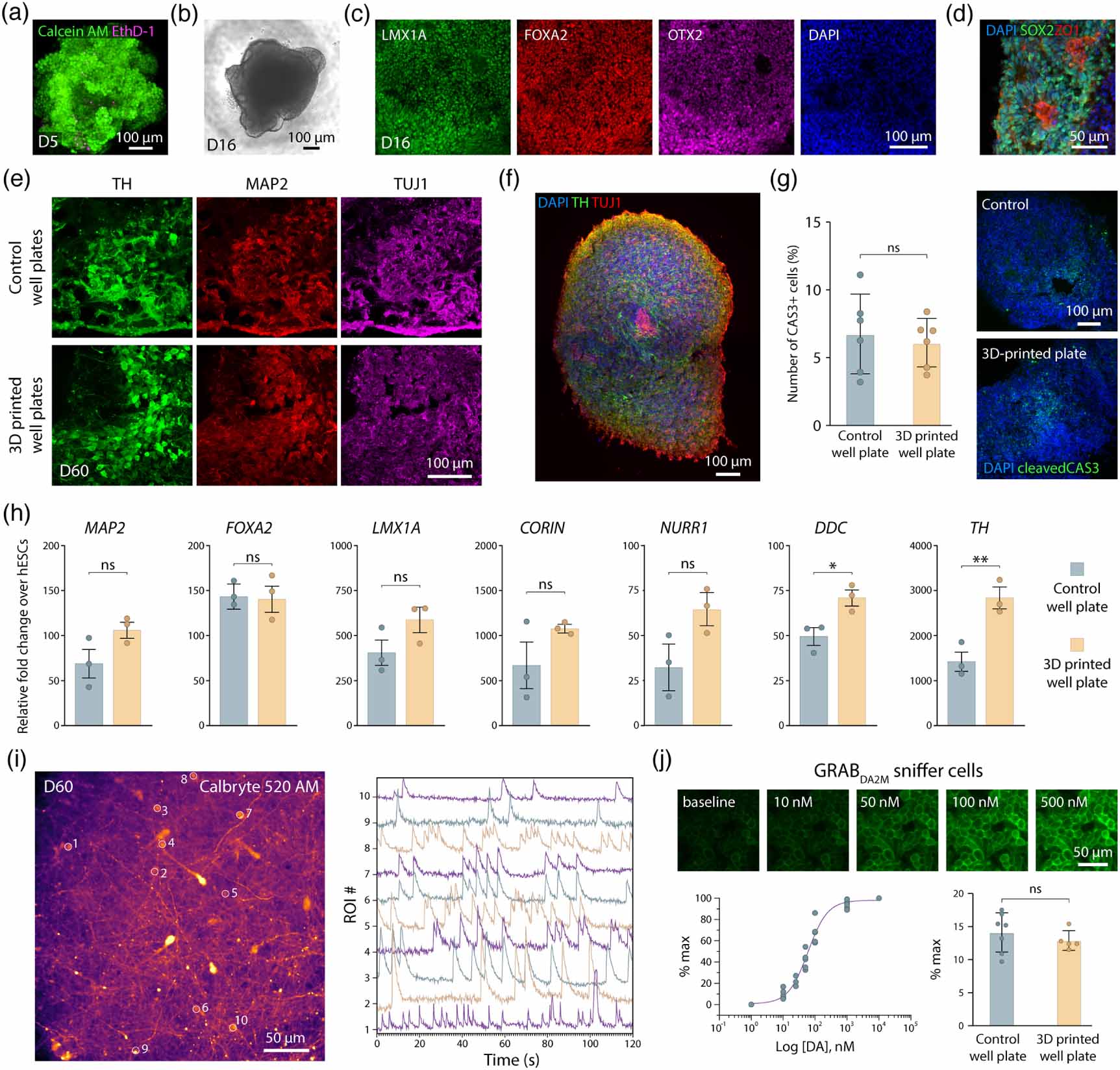 Modular 3D printed platform for fluidically connected human brain ...
