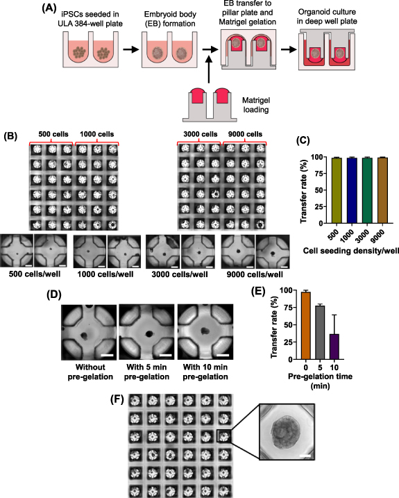 Uniform cerebral organoid culture on a pillar plate by simple and ...