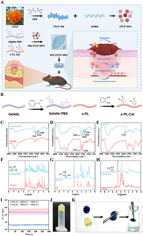 Antibacterial, ROS scavenging and angiogenesis promoting -Polylysine ...